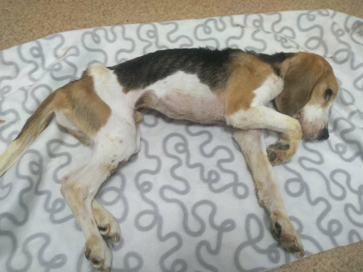 Нижегородцы создали петицию с требованием возбудить дело из-за смерти собаки - фото 1