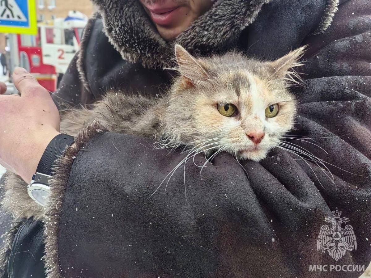 Кошку Фросю спасли на пожаре в историческом доме в центре Нижнего Новгорода