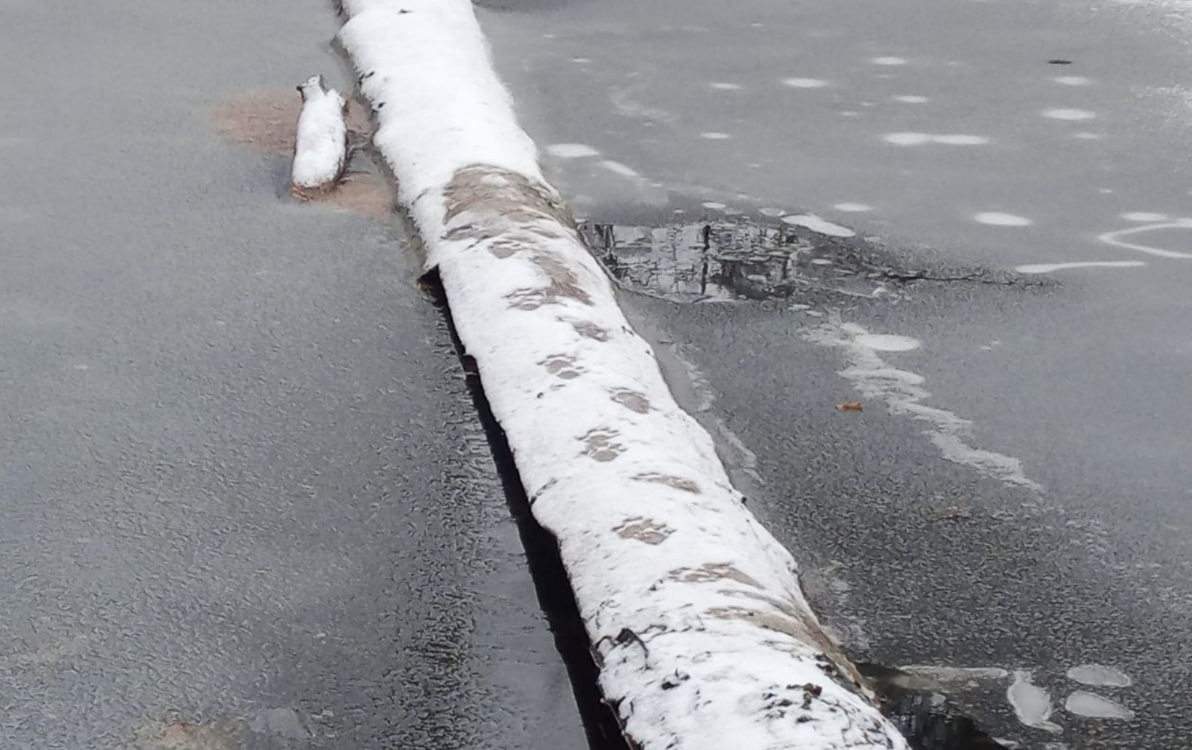 Следы краснокнижной выдры заметили в заповеднике в Нижегородской области - фото 1