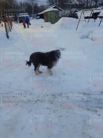 Бездомная собака нападает на жителей поселка Октябрьский на Бору - фото 1