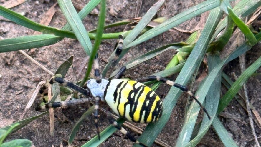 Ядовитые пауки-осы атаковали жителей Татарстана - фото 1