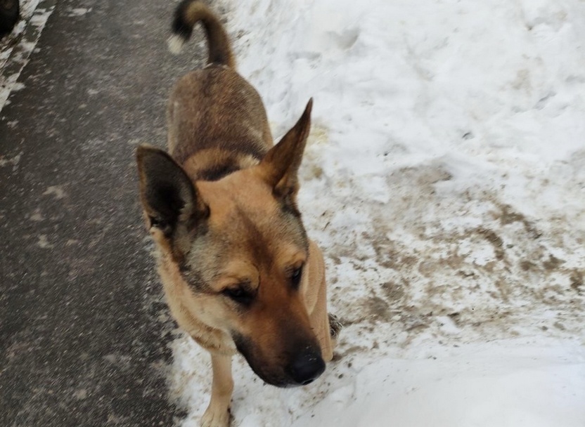 Полиция поймала рыжего пса, нападавшего на сородичей и людей на Щелоковском хуторе - фото 1