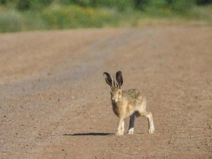 Охотиться на зайцев и лис в Нижегородской области можно будет с 1 сентября