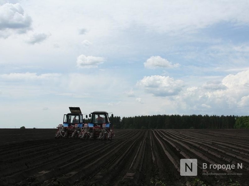 Площади посева сельхозкультур сократились в Нижегородской области - фото 1
