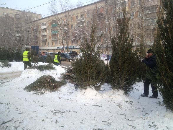 В Приокском районе незаконно продавали елки - фото 2