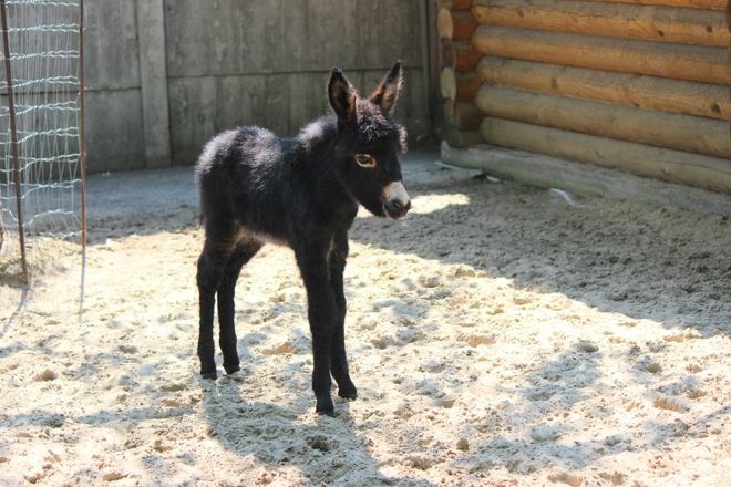 В нижегородском зоопарке &laquo;Лимпопо&raquo; родился ослик - фото 1