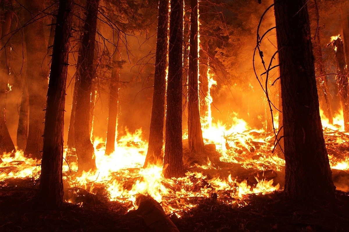 Площадь лесных пожаров в Нижегородсколй области уменьшилось втрое - фото 1