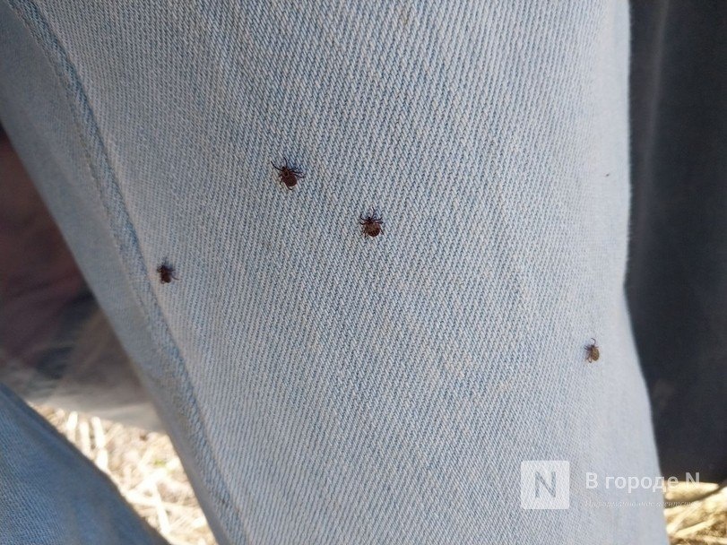 Третий случай клещевого энцефалита выявили в Нижегородской области - фото 1