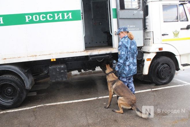 Четвероногие коллеги: как проходят будни нижегородских служебных собак - фото 56