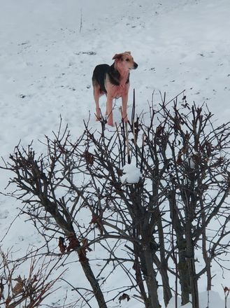 Розовые собаки замечены в Дзержинске - фото 2