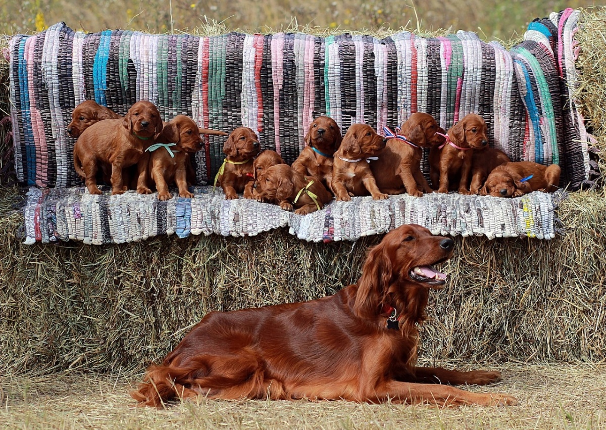 Щенки собаки нижегородского губернатора продаются за 20 тысяч рублей - фото 1