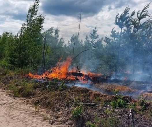 Опубликованы фото пожара в Керженском заповеднике - фото 3