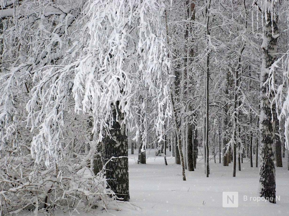 Морозы до -8°С и снегопады ждут нижегородцев в выходные