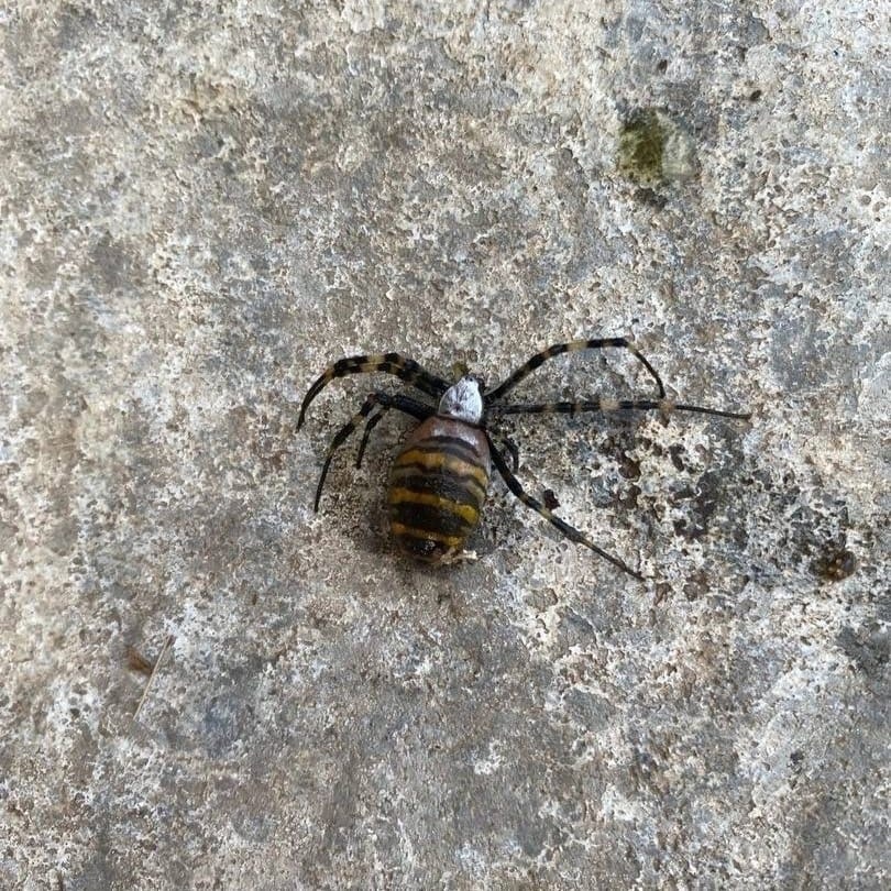 Ядовитого паука обнаружил нижегородец на даче - фото 1