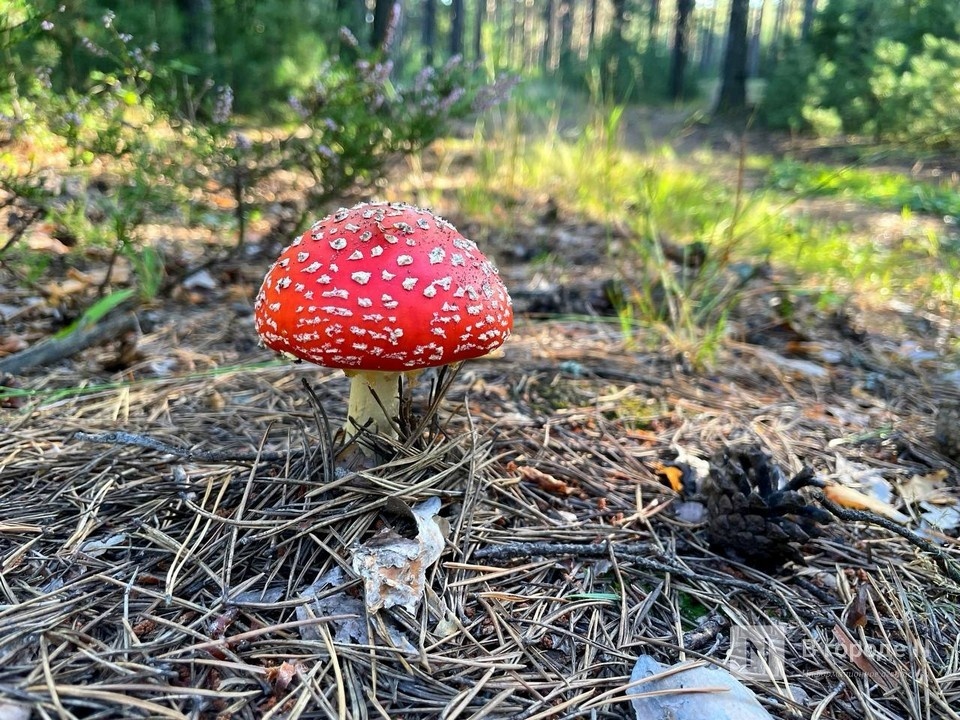  Шесть человек отравились грибами в Нижегородской области - фото 1