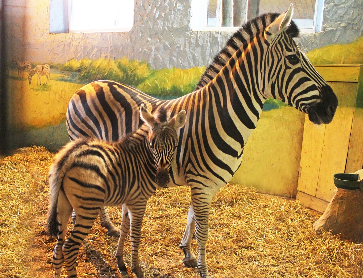 Нижегородцы в полосатой одежде смогут посетить зоопарк за полцены в честь рождения зебры - фото 1