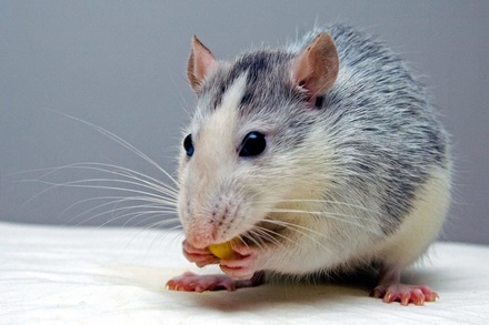 Спрос на крыс в Нижнем Новгороде увеличился на 27%