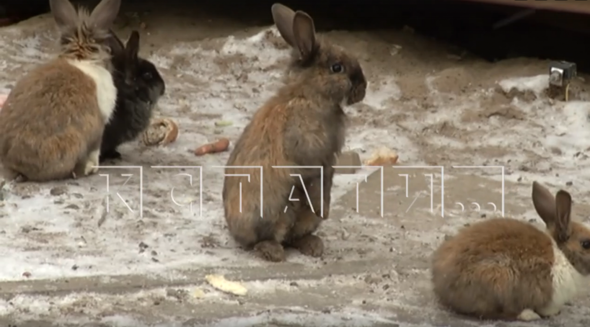 Десяток городских кроликов расплодился во дворе многоэтажки на Мещерском озере - фото 1
