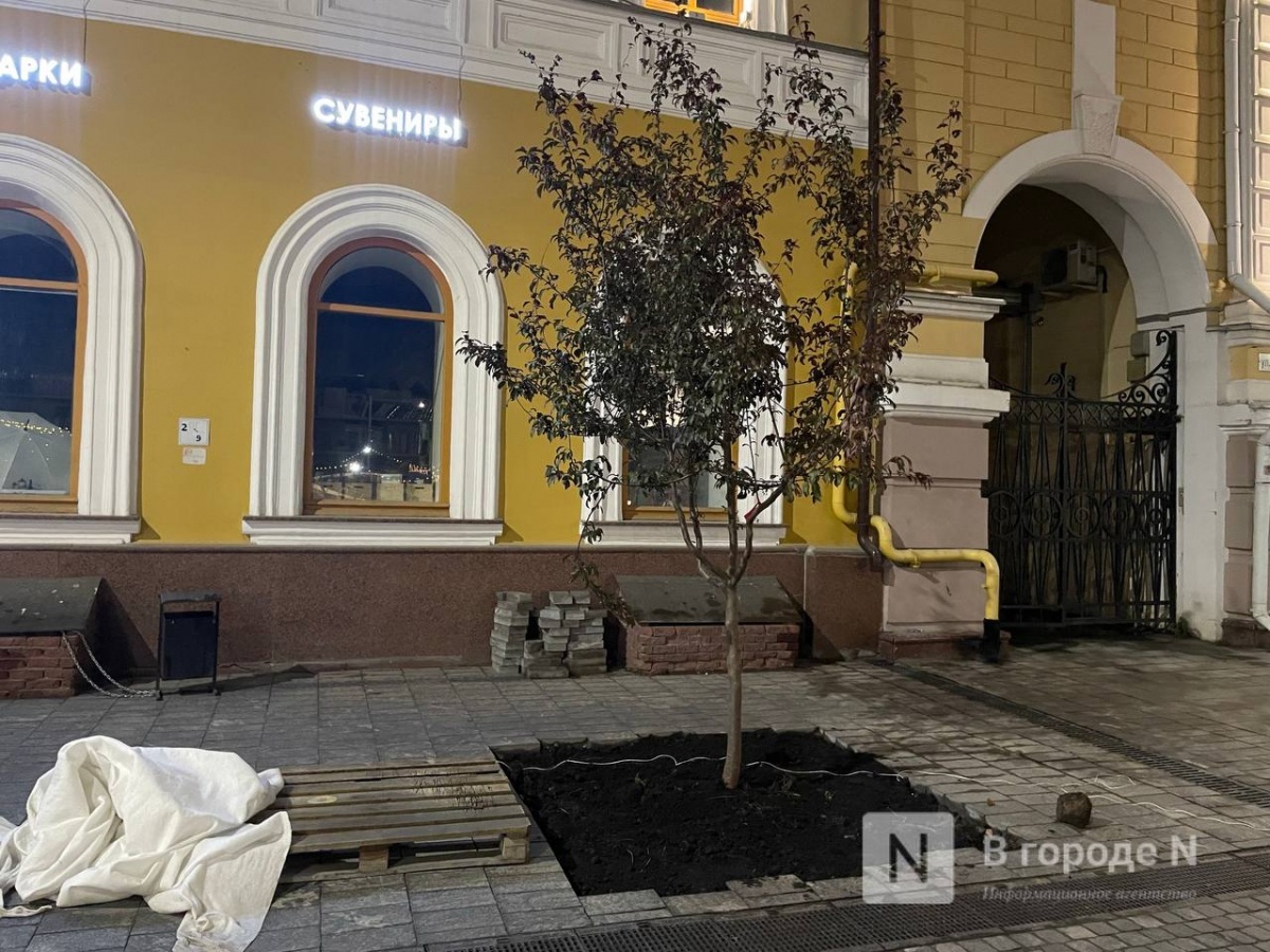 Яблони высадили в грунт на Большой Покровской в Нижнем Новгороде - фото 1