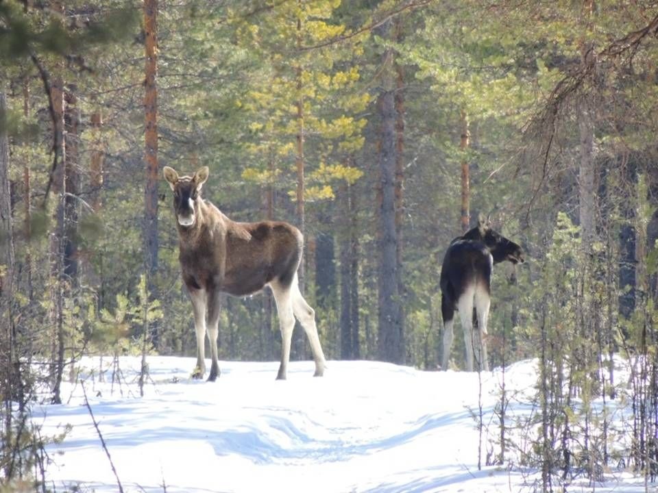 Охоту на лося и косулю в Нижегородской области продлили до 10 января - фото 1