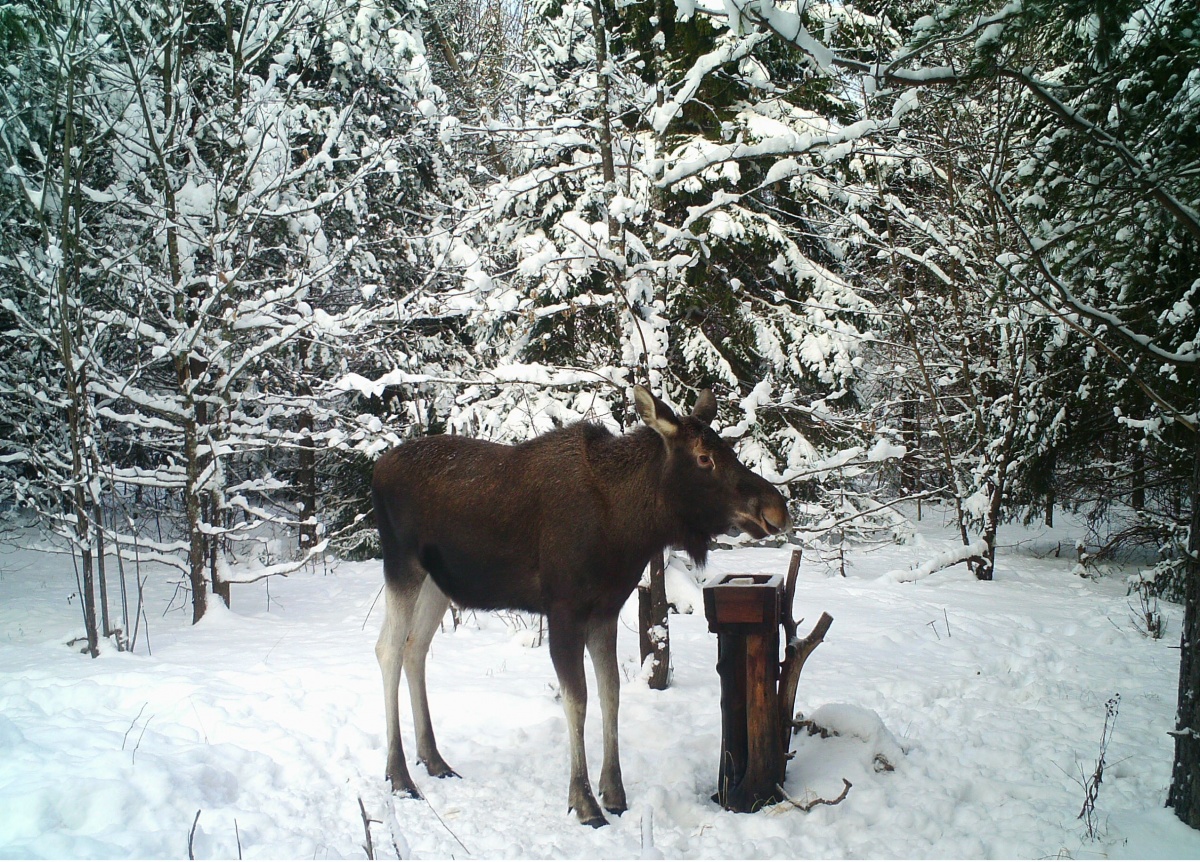 Охотиться на лося в Нижегородской области запрещено с 11 января - фото 1