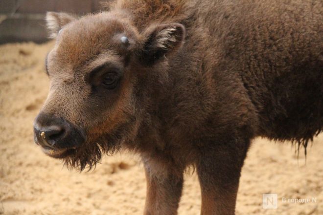 Детки в объективе: показываем милых малышей, которые родились в нижегородском зоопарке «Лимпопо» - фото 29