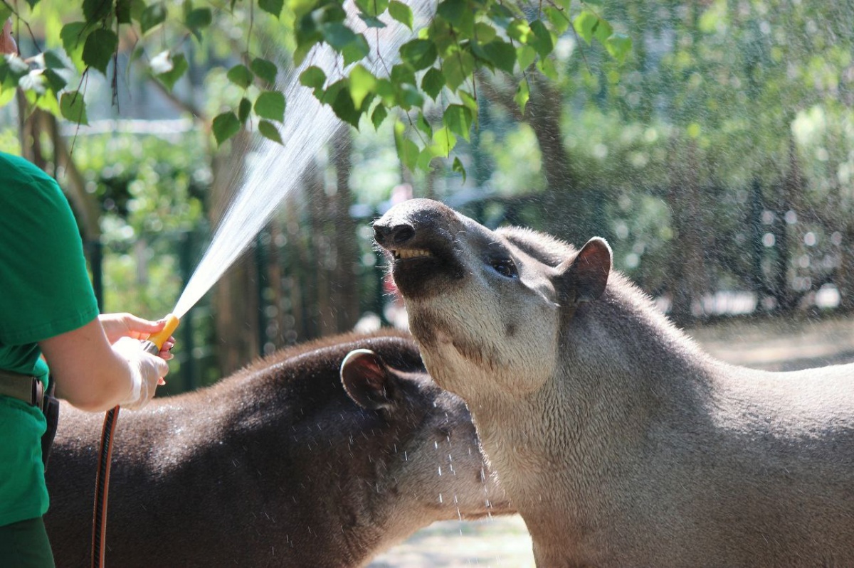 Животных нижегородского зоопарка спасают от жары фруктовым льдом - фото 1
