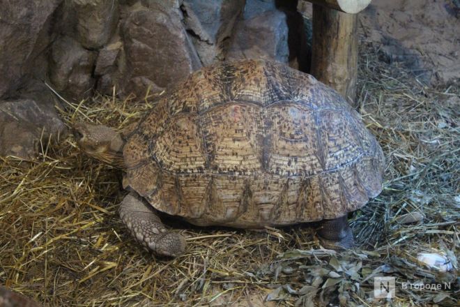 Детки в объективе: показываем милых малышей, которые родились в нижегородском зоопарке «Лимпопо» - фото 68
