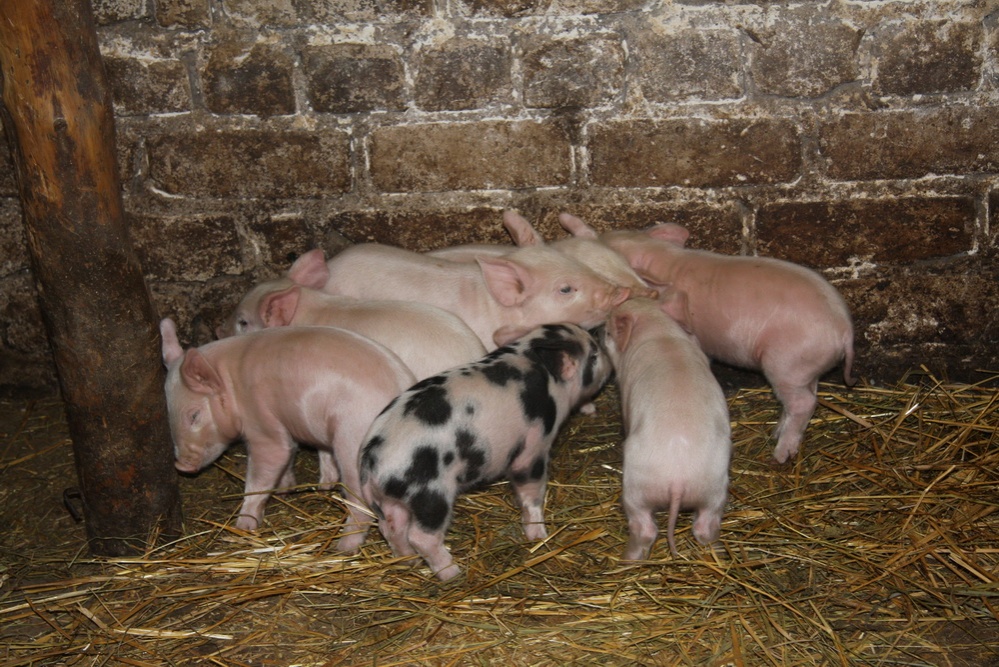 Браконьеры и дикие кабаны принесли африканскую чуму свиней в Нижегородскую область