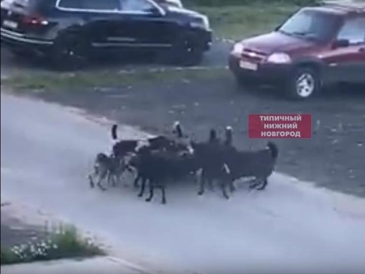 На стаю собак жалуются жители поселка Ждановский - фото 1