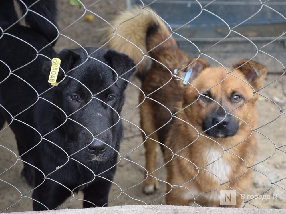 Нижегородским предпринимателям предлагают землю под приют за 1 рубль - фото 1