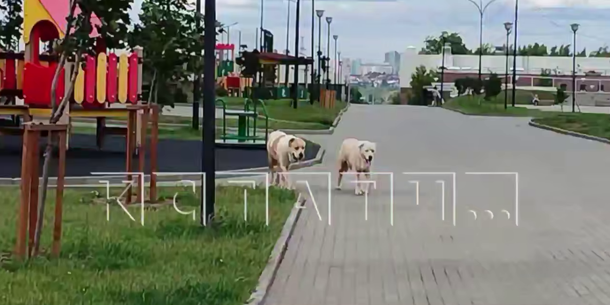 Два огромных алабая терроризируют жителей ЖК в Нижнем Новгороде - фото 1