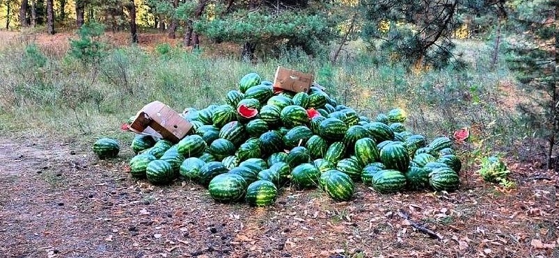 Десятки арбузов выбросили в лесу в Нижегородской области  - фото 1