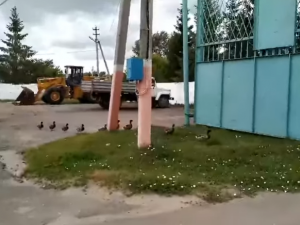 Группа селезней незаконно проникла на Пешеланский гипсовый завод