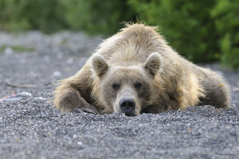 ВТБ: стартовали съемки нового семейного кино о медведях Камчатки - фото 1