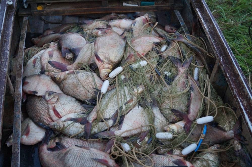 Браконьерство стало угрозой для нереста в Нижегородской области - фото 1