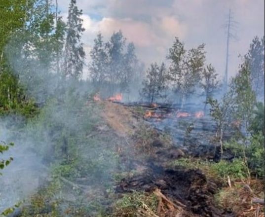 Опубликованы фото пожара в Керженском заповеднике - фото 2