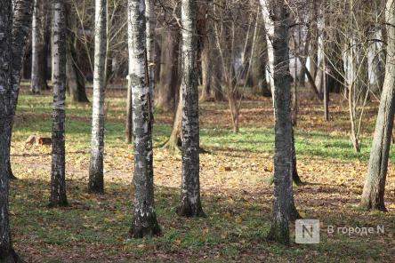 Более 150 деревьев вырубят в нижегородском парке Кулибина