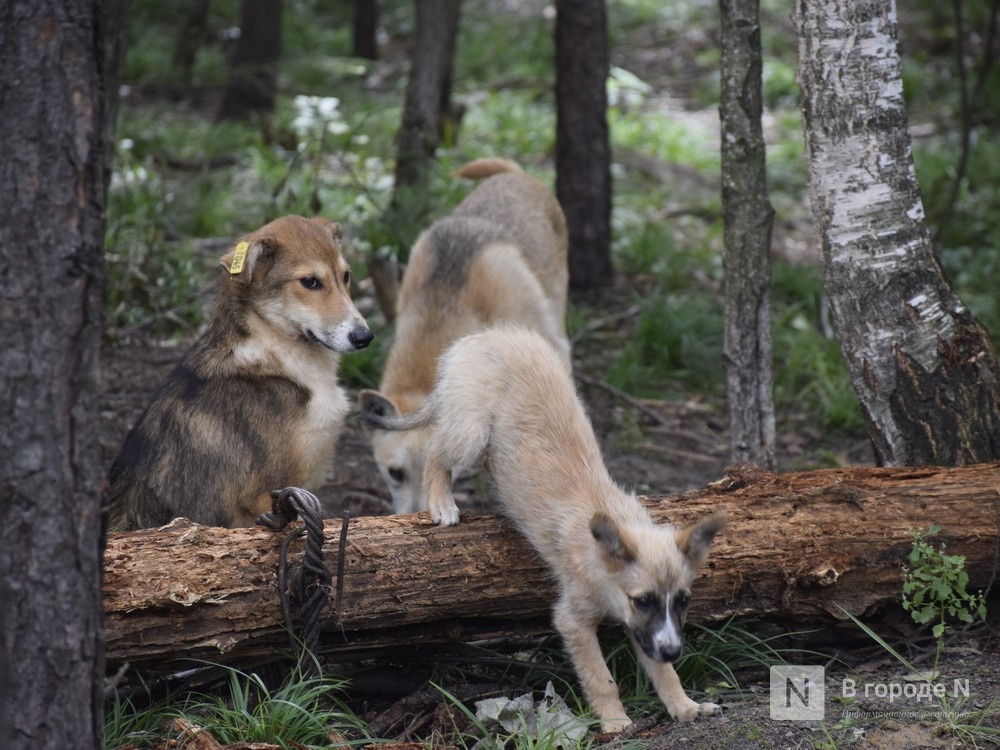 Названы неблагоприятные по заболеванию бешенством округа в Нижегородской области - фото 1