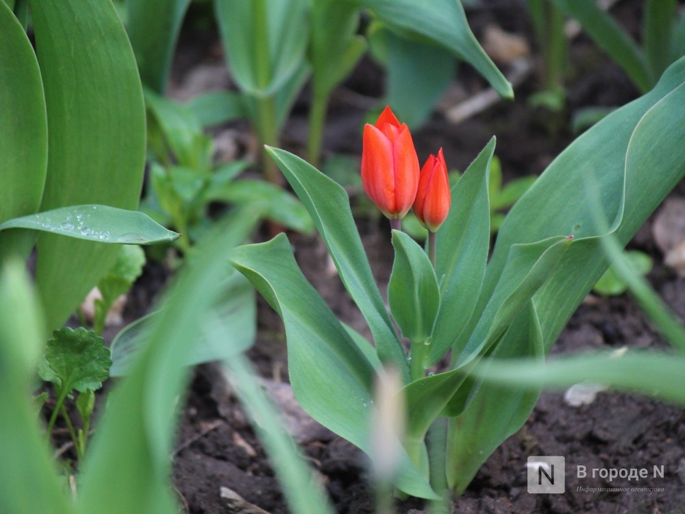 Опубликован прогноз погоды в Нижнем Новгороде на 9 &mdash; 15 марта - фото 1