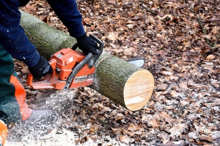 Браконьеры в Навашине нарубили деревьев на 2 млн рублей