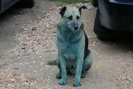 Синюю собаку снова обнаружили в Дзержинске