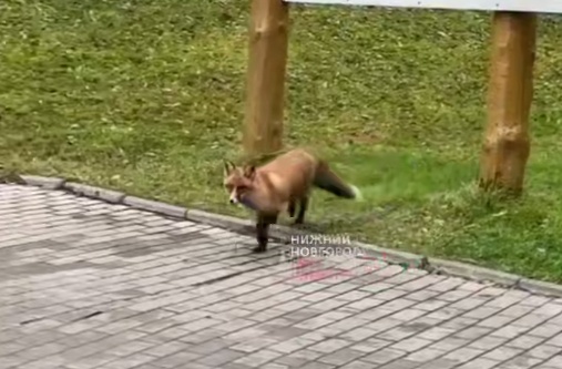 Гуляющую по улицам рыжую лисицу заметили жители Сарова - фото 1