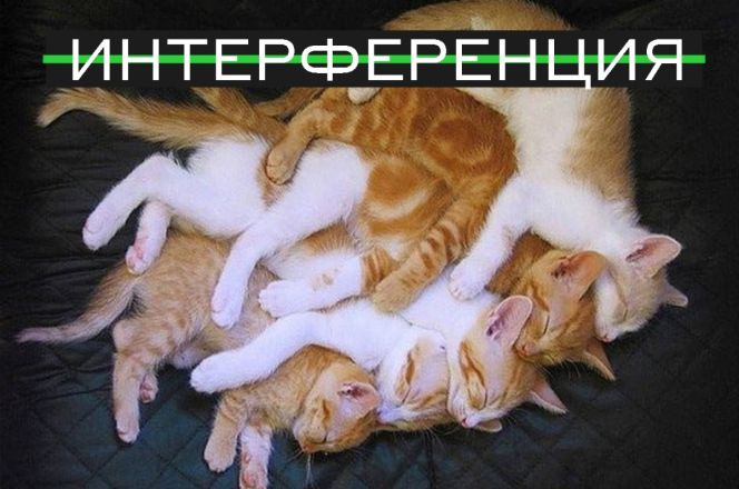 Нижегородские ученые объяснили физические явления с помощью кошек - фото 5