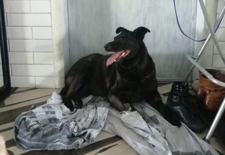 Собаку с отрубленной лапой нашли в Автозаводском районе - фото 1