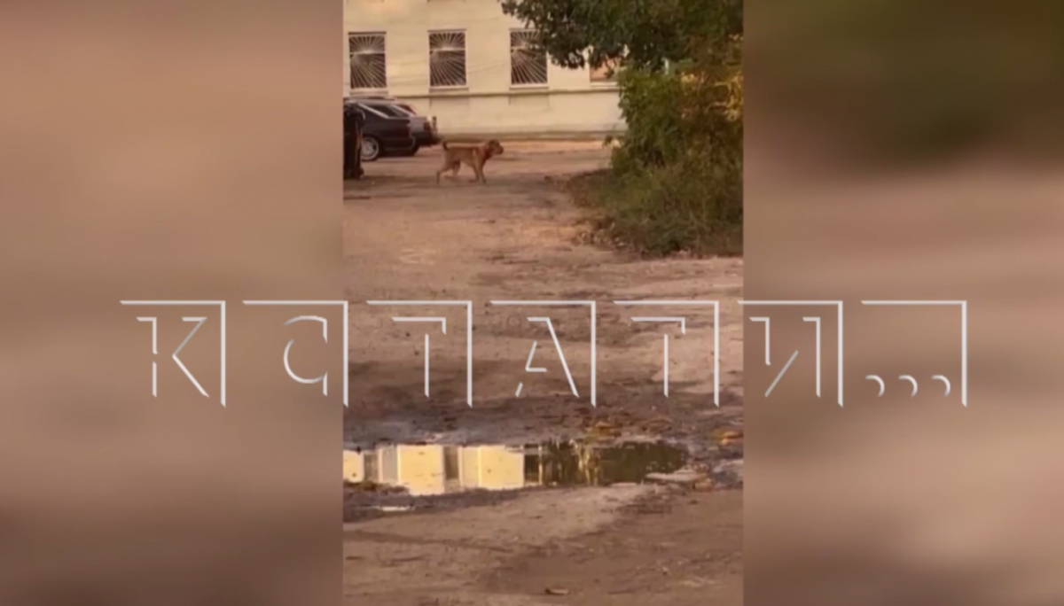 Бойцовский пес набросился еще на одного ребенка в Нижегородской области - фото 1