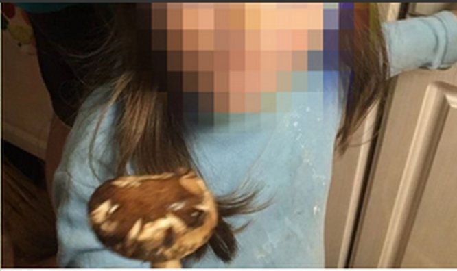 Соцсети: четырехлетняя девочка отравилась грибами в Лукоянове - фото 1