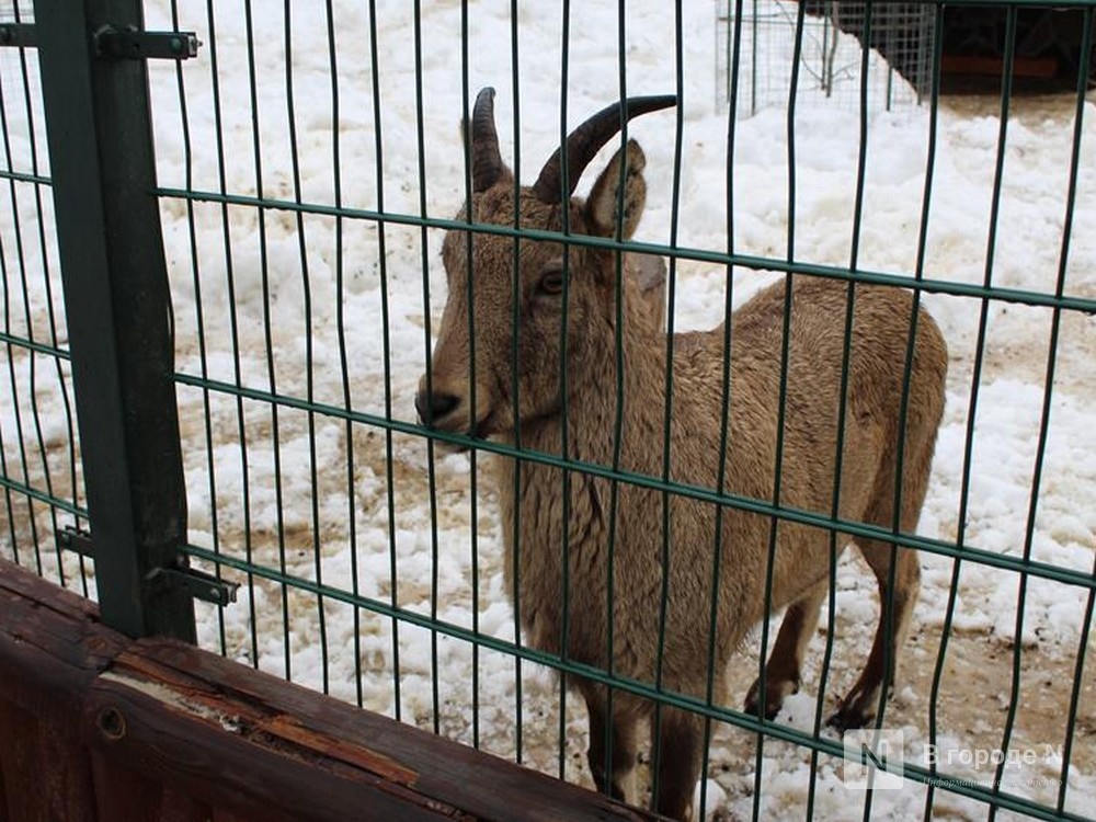 Опубликован график работы нижегородского &laquo;Лимпопо&raquo; в праздники - фото 1