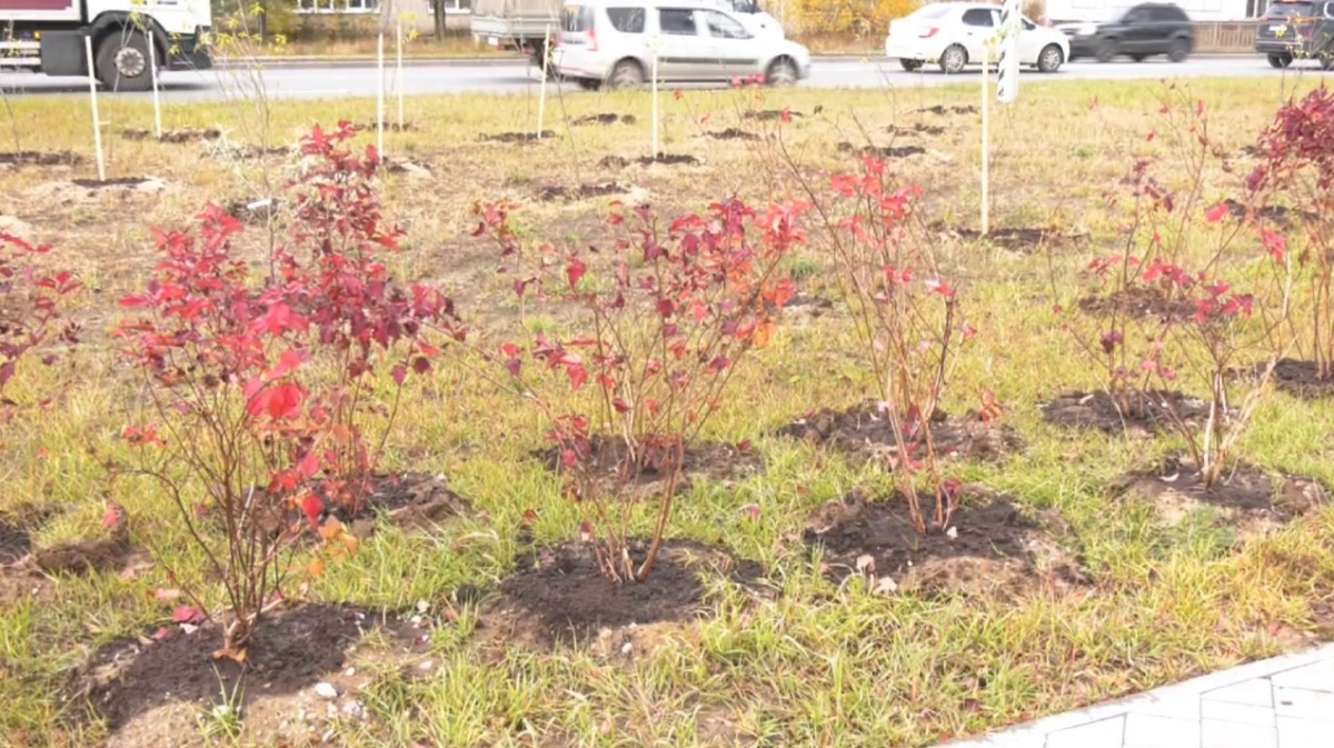Почти тысячу кустарников высадили в Дзержинске в честь его 95-летия - фото 1