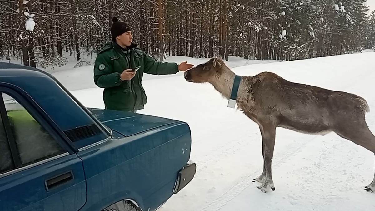 Северный олень выпрашивал еду у автомобилистов на нижегородской трассе - фото 1